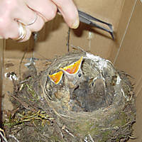 Singdrosselk&uuml;cken