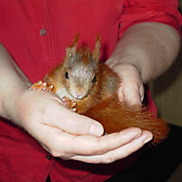 Eichh�rnchen