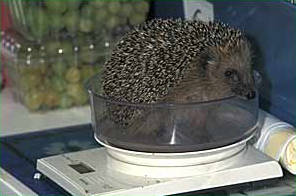 Igel auf der Waage