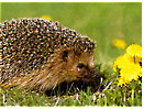 Igel schn�ffelt an Blume