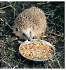 Igel an Futterschale