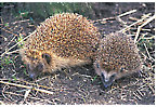 Igel-P�rchen
