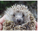 Jung-Igel