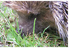 Igel in Wiese