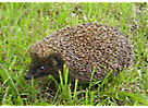 Igel in Wiese